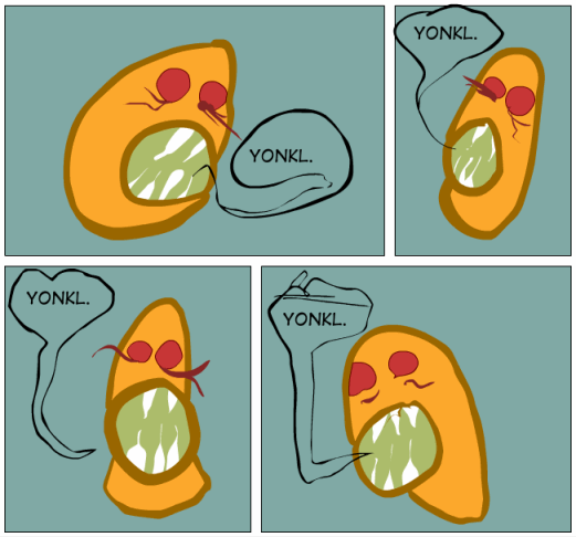 yonkl.gif